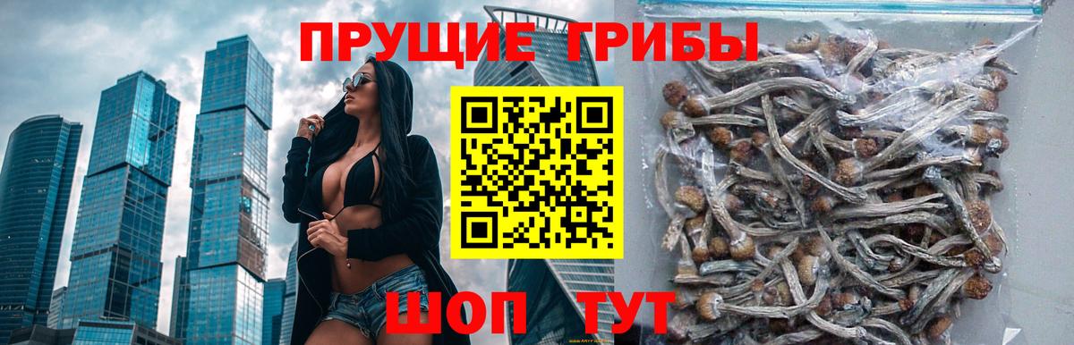 Псилоцибиновые грибы Magic Shrooms  закладки  Алатырь  Вход с VPN 